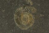 Dactylioceras Ammonite Plate - Posidonia Shale, Germany #79321-1